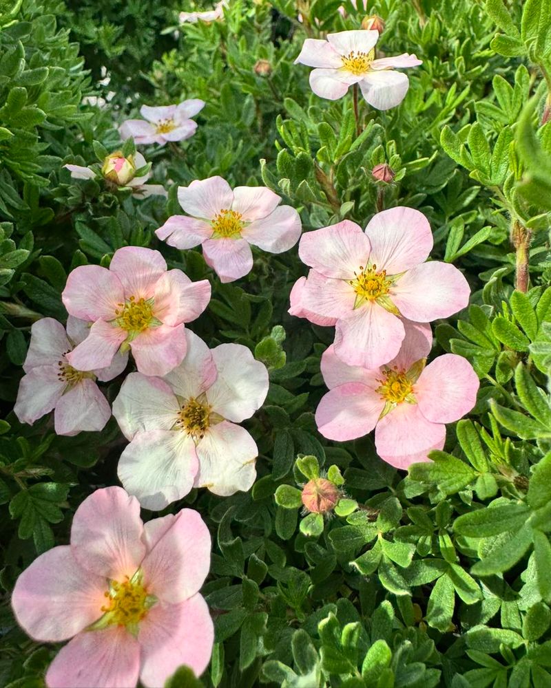 4. Potentilla