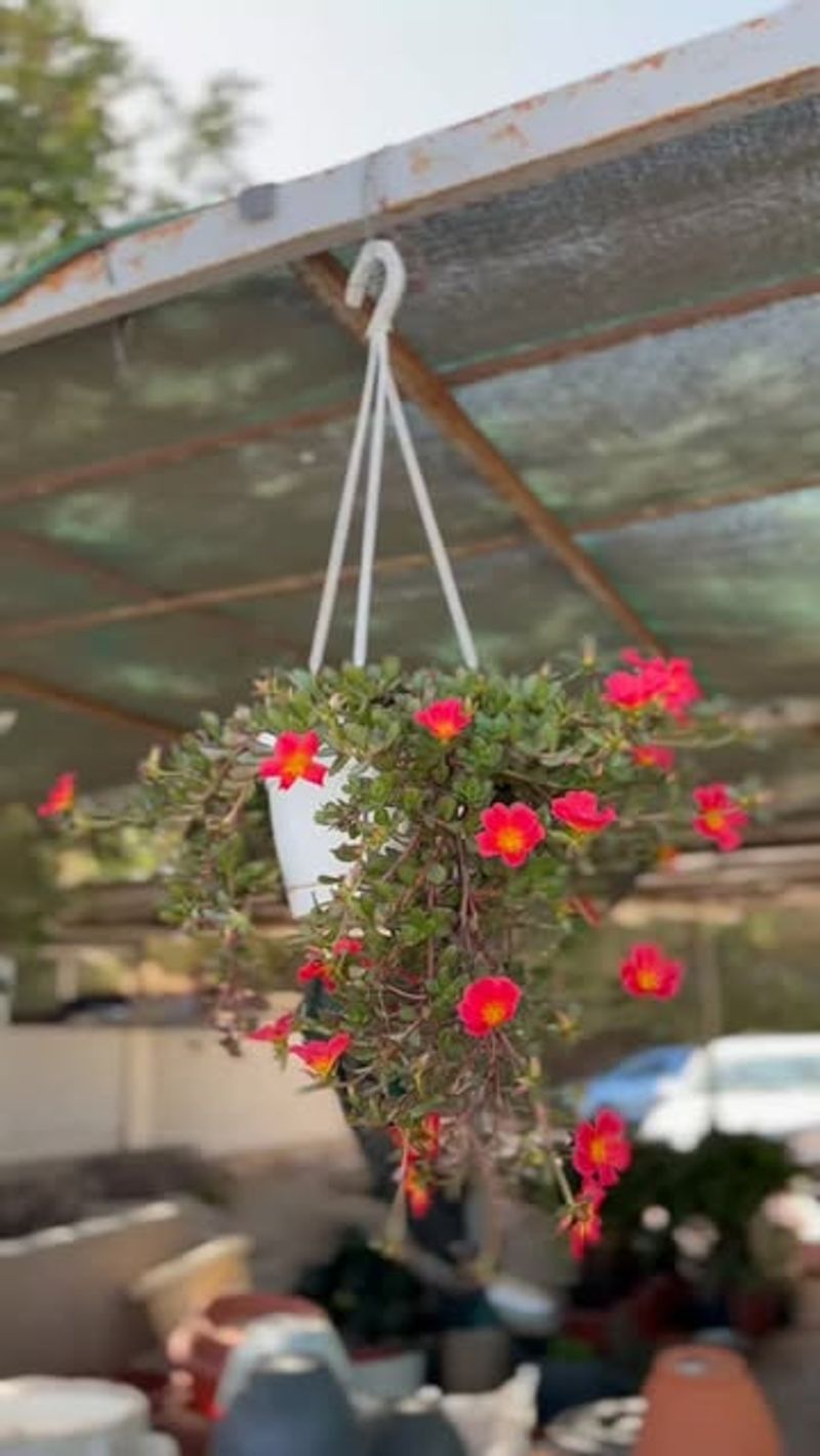 4. Portulaca: The Sun-Worshipping Ground Cover