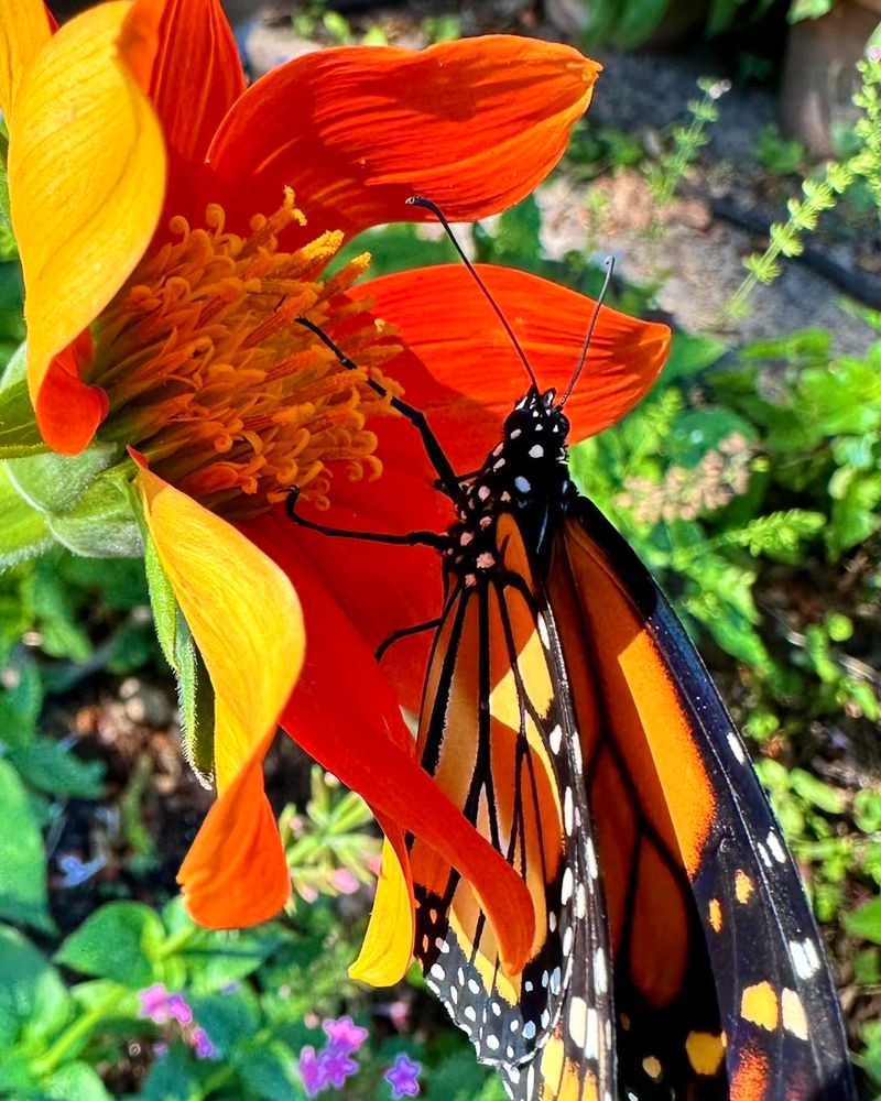 4. Electric Orange: Butterfly Weed And Mexican Sunflower