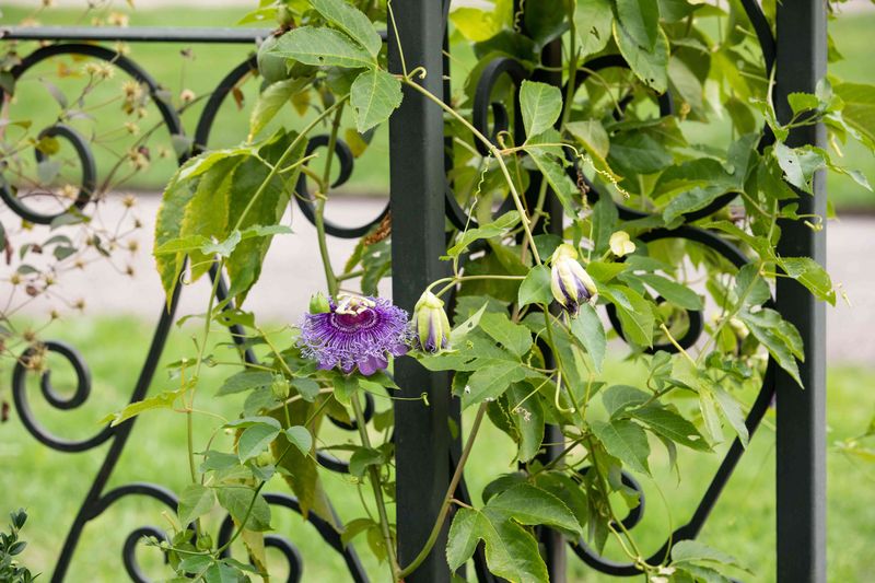 4. Twisted And Tangled Growth