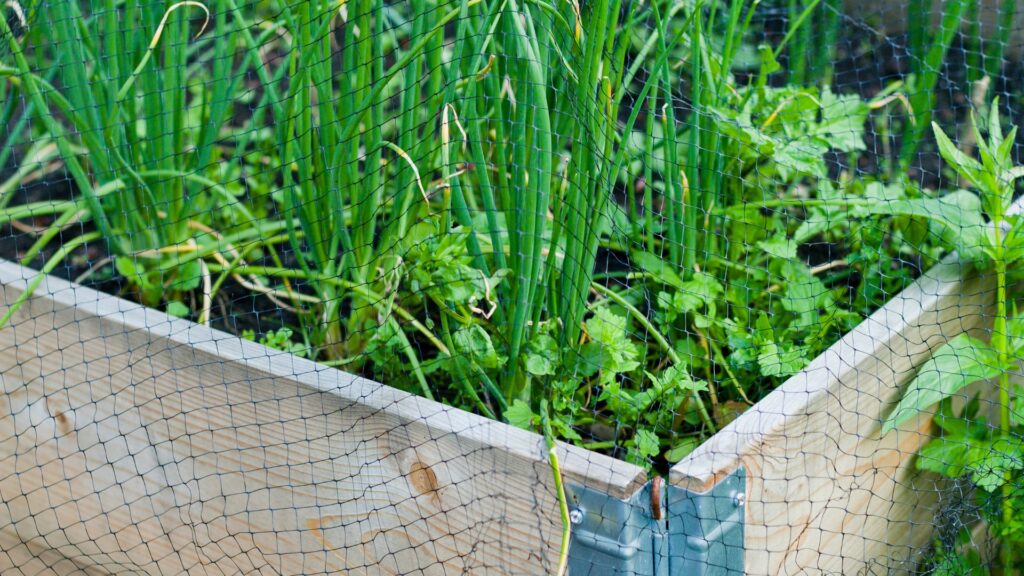 leeks in a raised bed