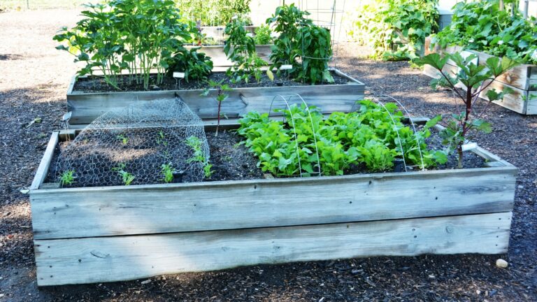 raised bed vegetable garden