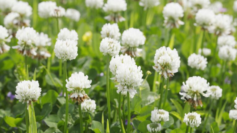 white clover