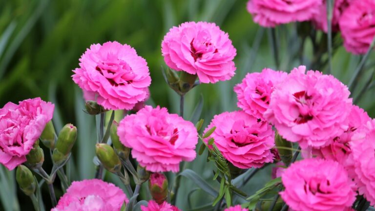 pink dianthus