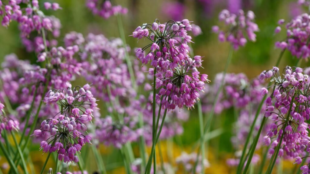 nodding onion