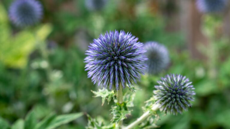 blue thistle flower