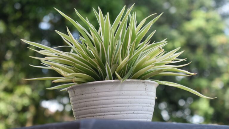 spider plant outdoors