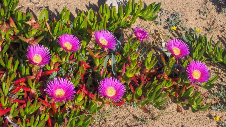 ice plant