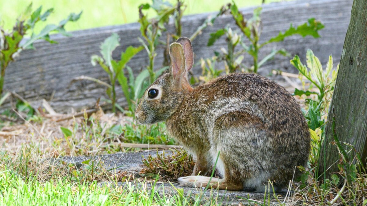 Pesky Rabbit Images 38 Amazing Plants That Repel And Keep Rabbits Out Of Your Yard