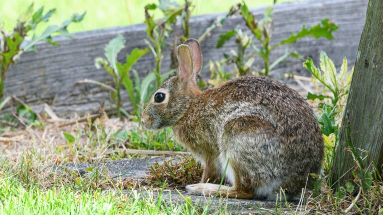 rabbit in garden