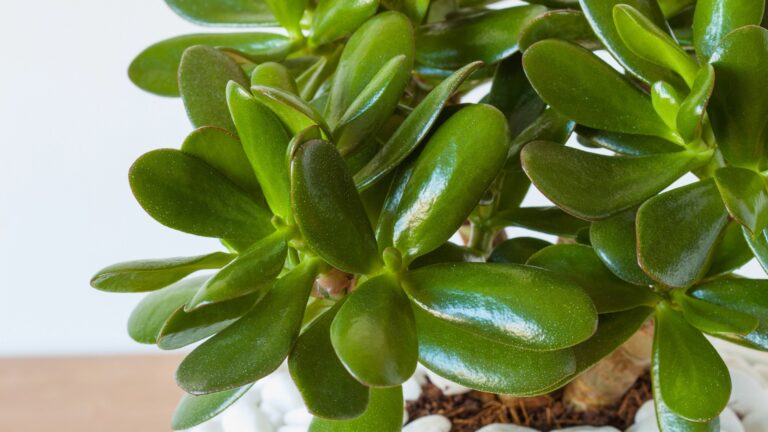 jade plant succulent leaves