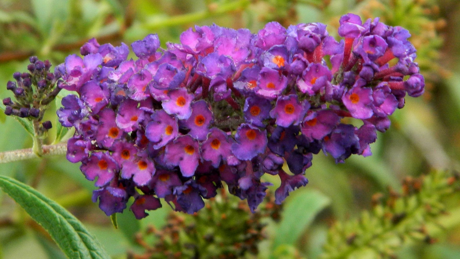 butterfly bush flower cluster