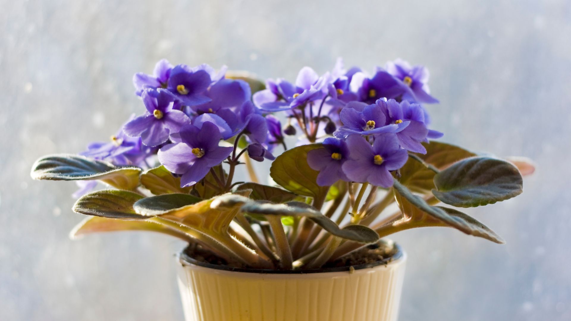 african violet houseplant