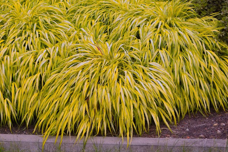 5. Japanese Forest Grass