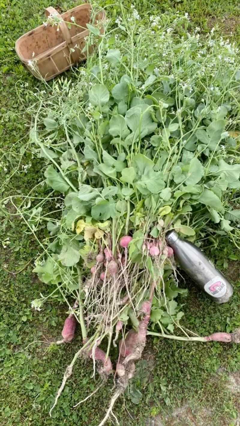 5. Radishes - Quick To Bolt, Slow To Bulb
