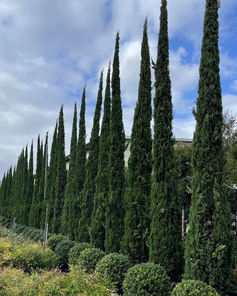 5. Cypress Trees