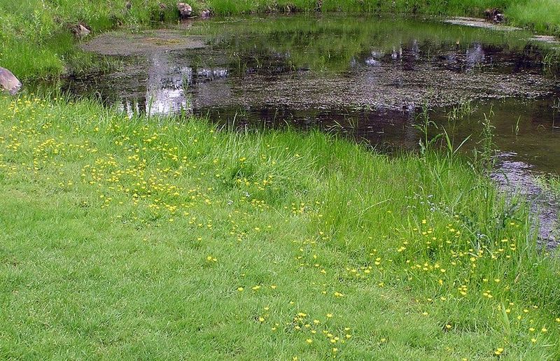 5. Maintain Proper Mowing Height