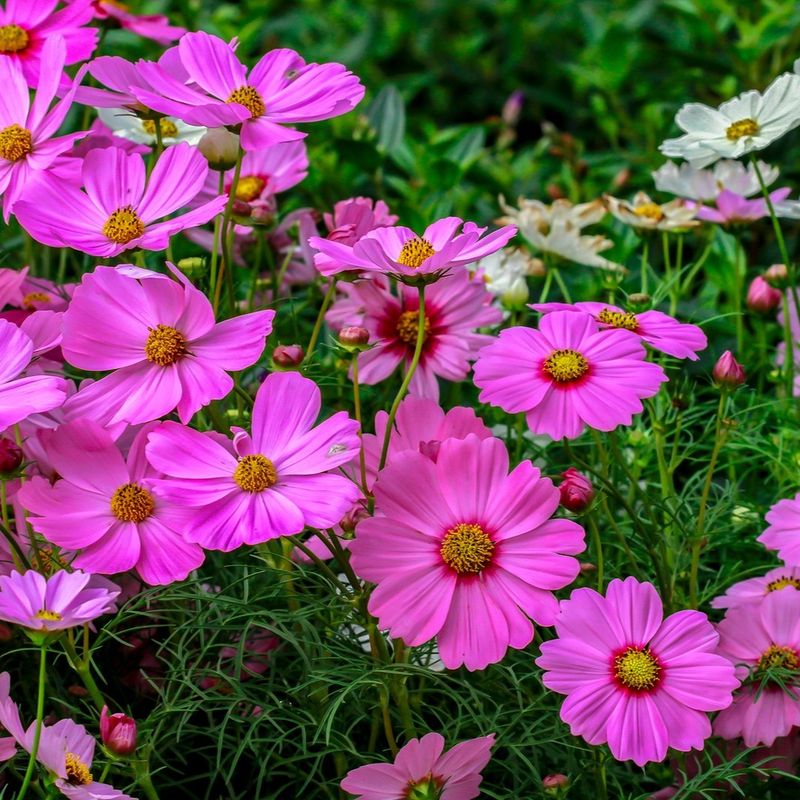 5. Hot Pink: Phlox And Cosmos
