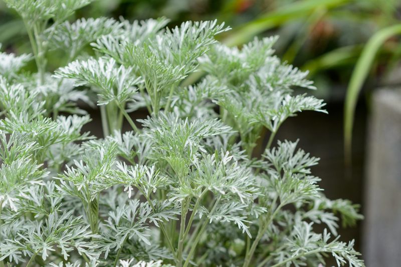 5. Wormwood