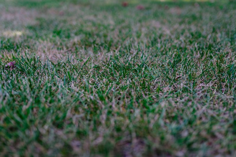 5. Long-Term Root Damage Occurs