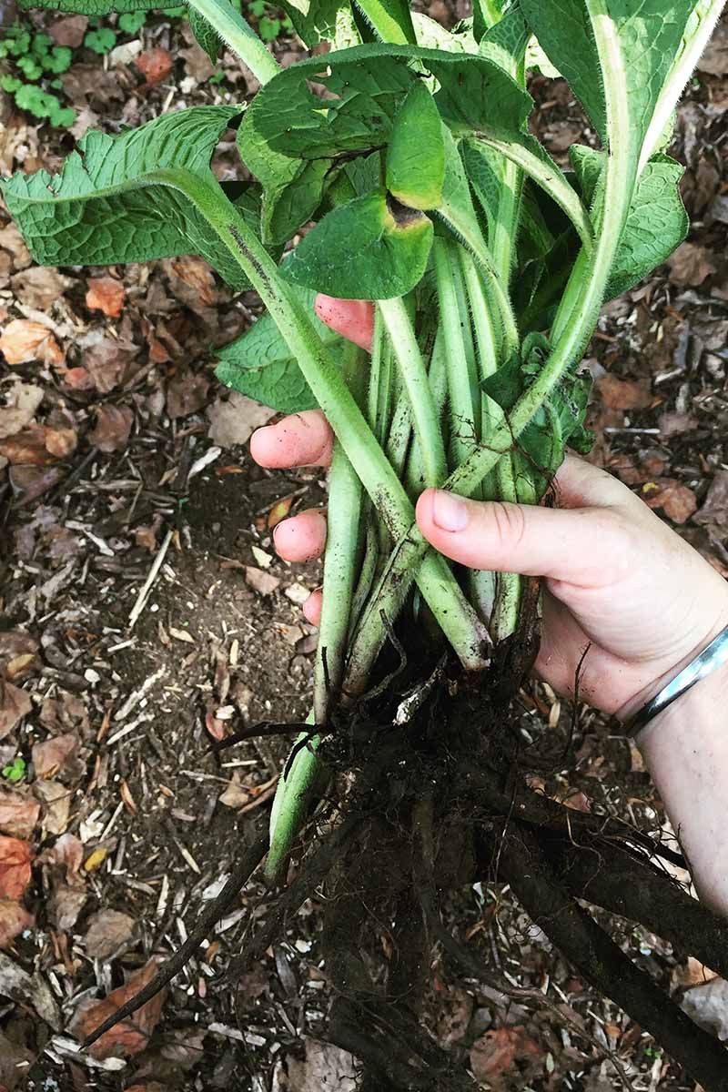 5. Living Soil Builder