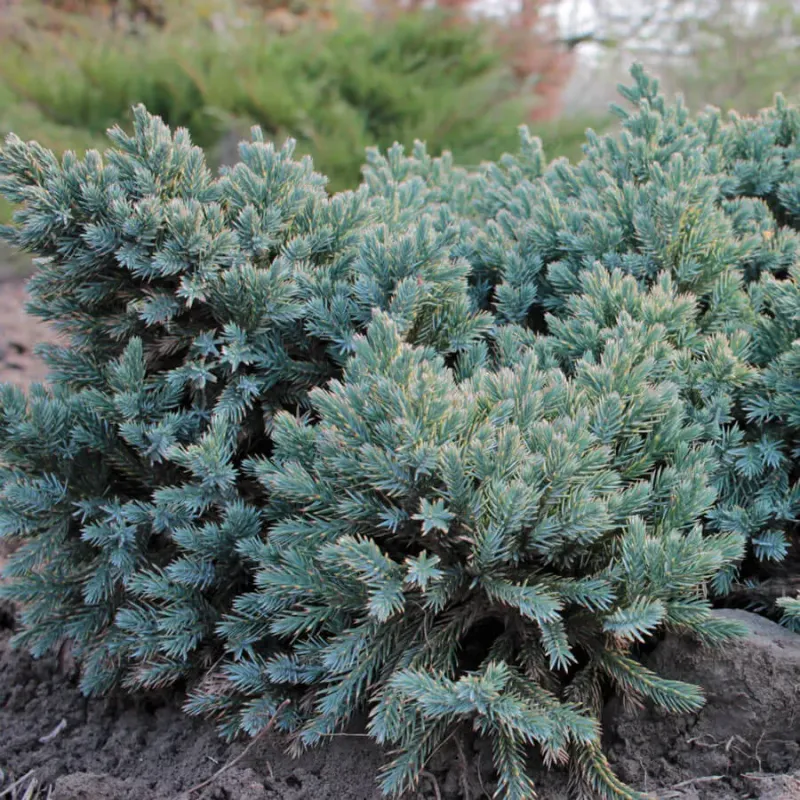 5. Juniper