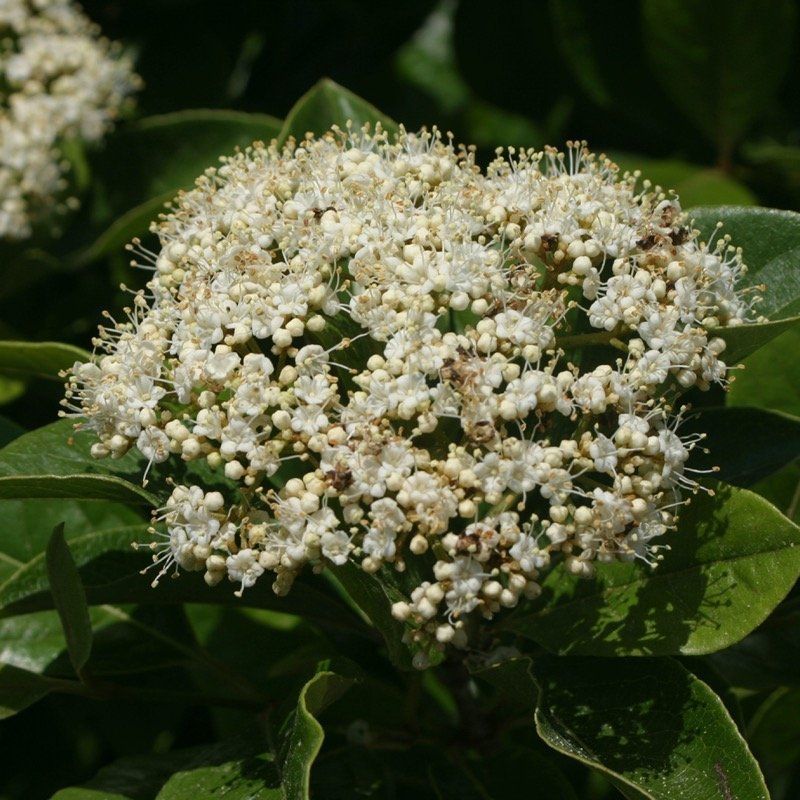 5. Deadheading Affects Plant Size