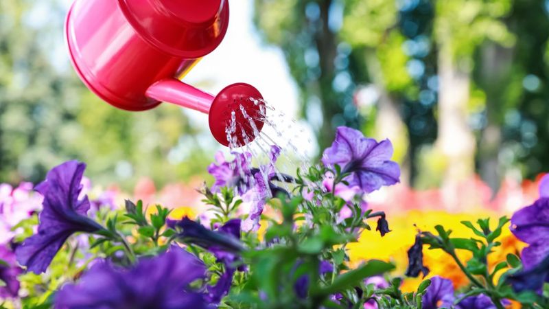5. Master The Watering Schedule