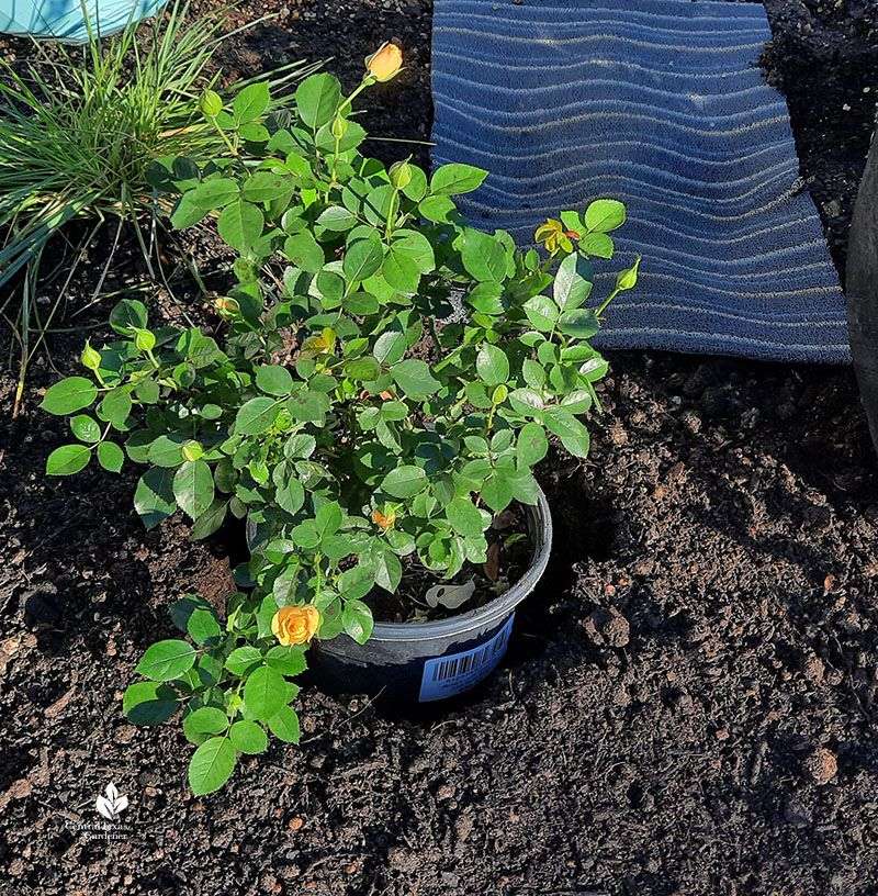 5. Master The Sowing Depth Sweet Spot