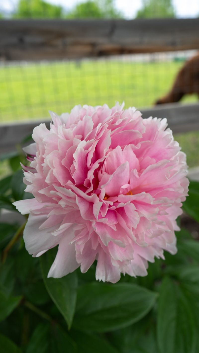 5. Benefits For Next Year's Blooms