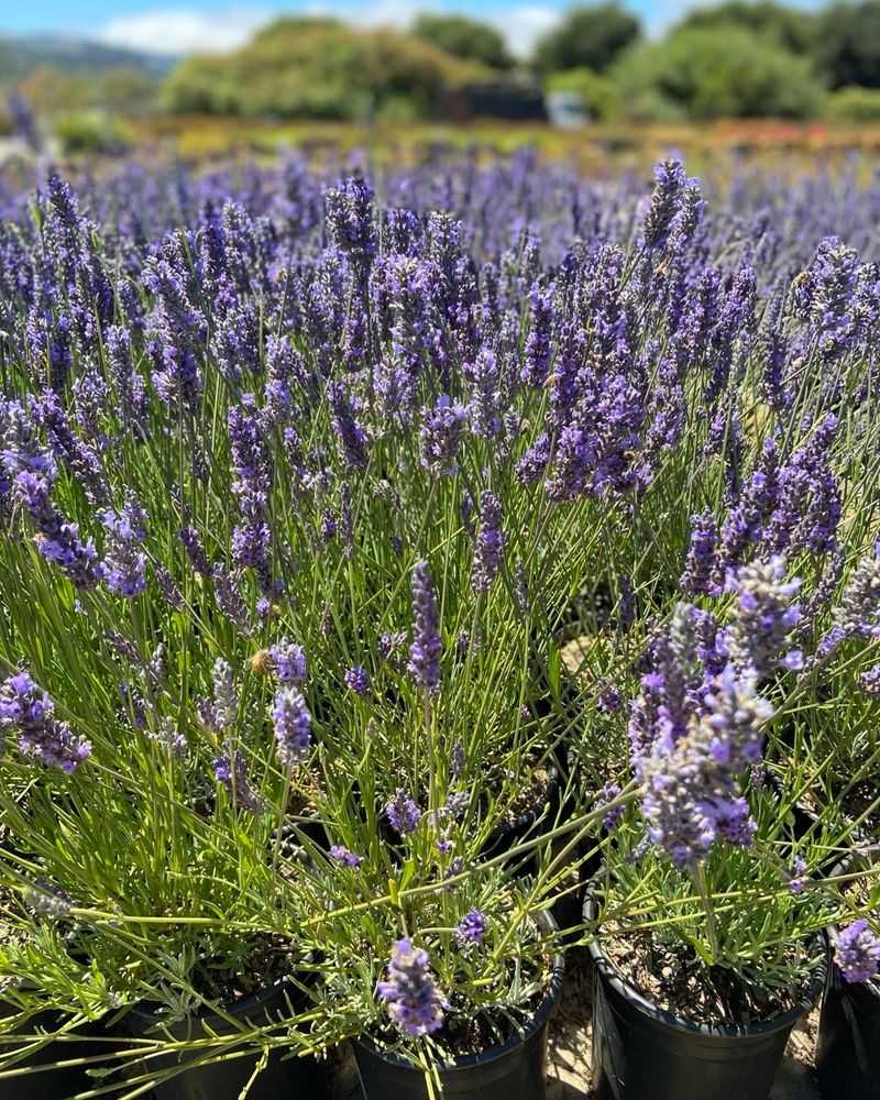 5. Lavender