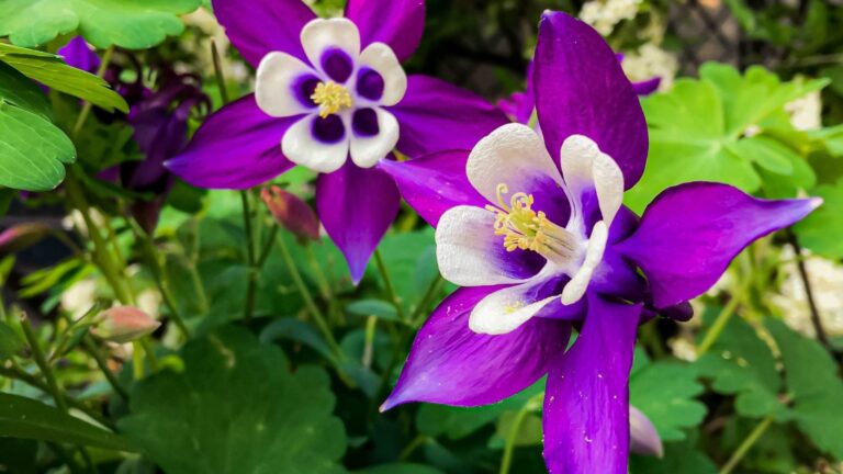 purple columbine flower