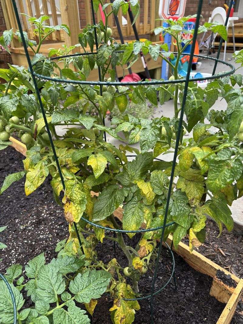 Yellowing Leaves Despite Regular Feeding