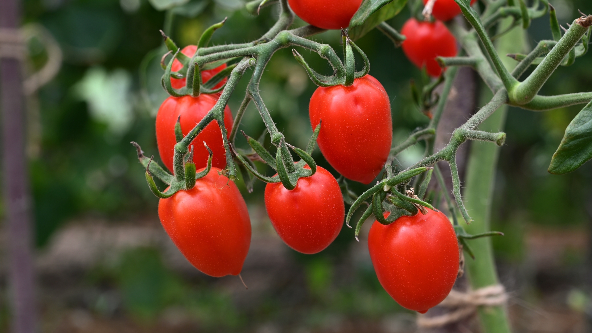 5 Simple Tricks To Turn Tomato Slices Into A Full Harvest (Plus Tips To Keep Them Producing)