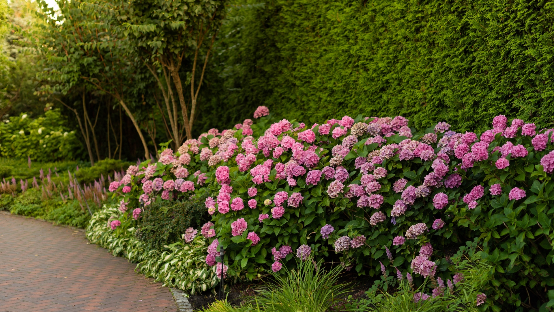 5 Smart Reasons To Plant Hydrangeas Near Your Entryway (Plus More Tips For Stunning Blooms)