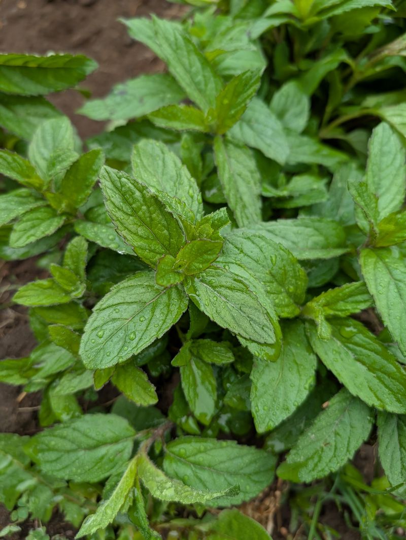 6. Natural Air Freshener
