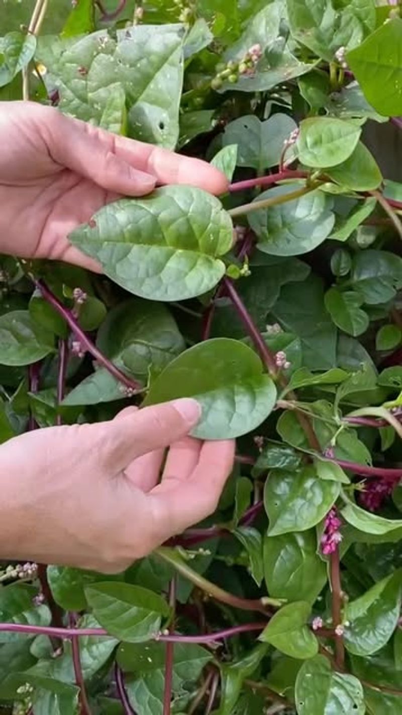 6. Malabar Spinach