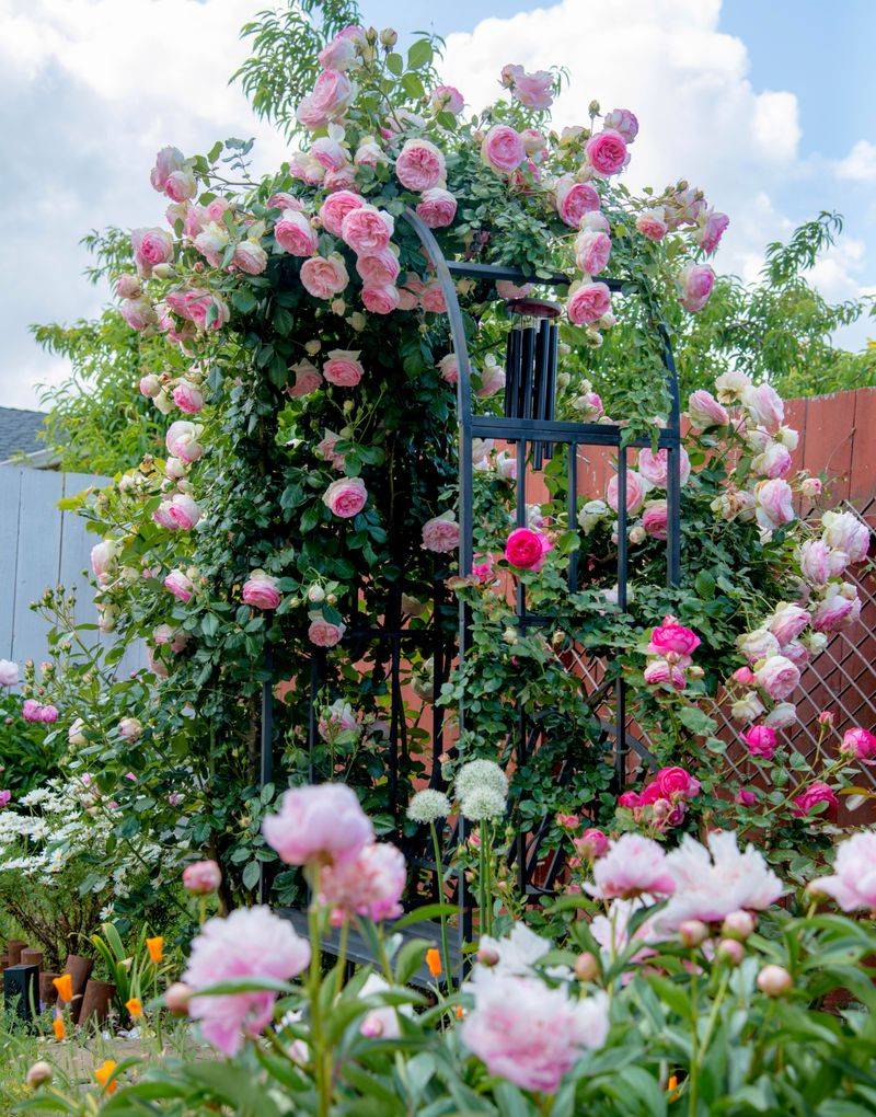 6. Climbing Roses