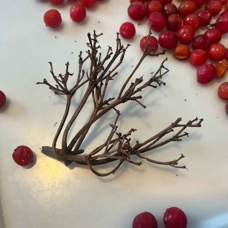6. Berry Color Changes With Deadheading Practices