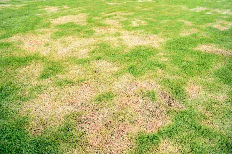 6. Prevents New Growth