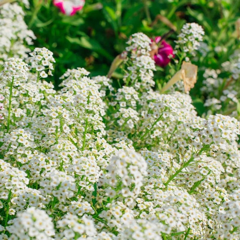 6. Pure White: Sweet Alyssum And Moonflower