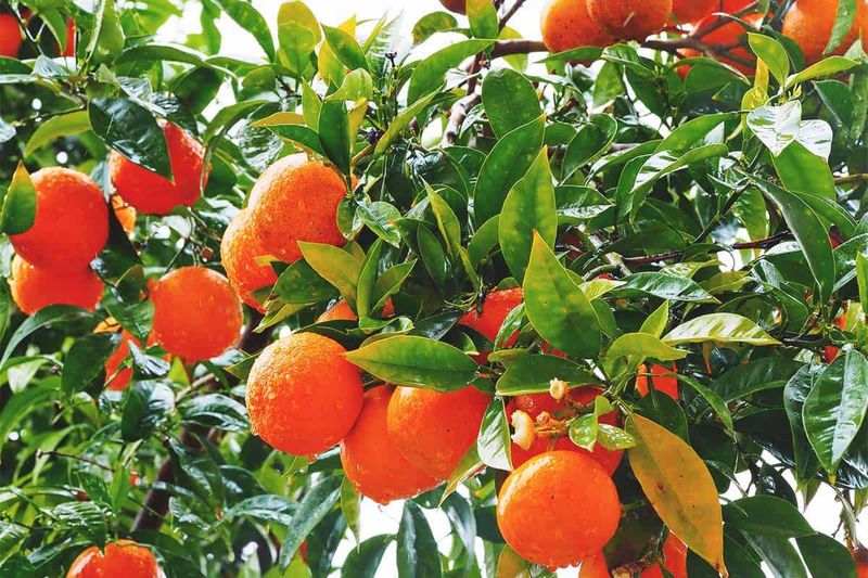 6. Limit Tree Height For Easy Harvesting