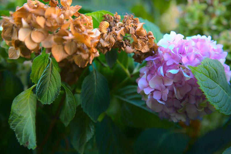 6. Hydrangeas