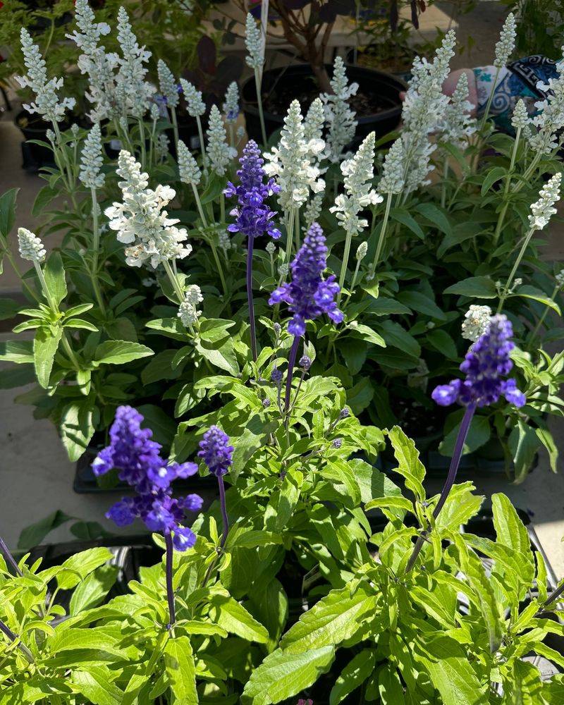 6. Salvia