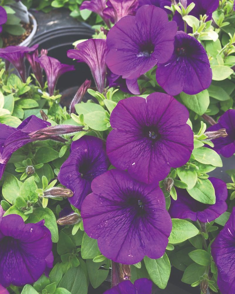 6. Fertilize For Continuous Blooms