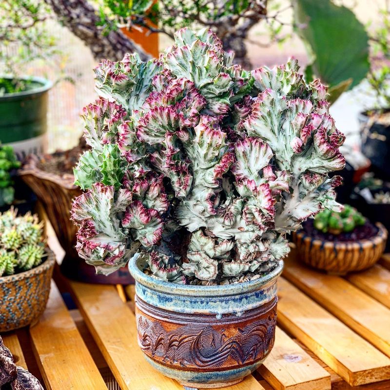 6. Crested Euphorbia