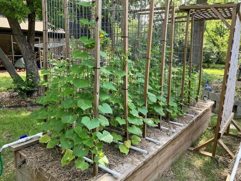 6. Skipping The Trellis Support