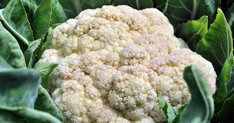 6. Cauliflower - Too Fussy For July
