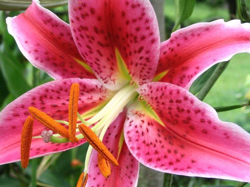 6. Prevents Pollen Stains