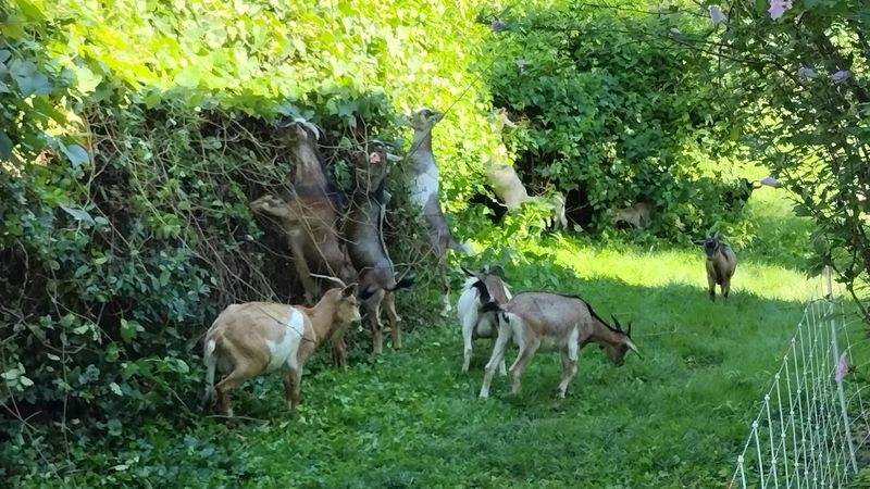 6. Goat Grazing
